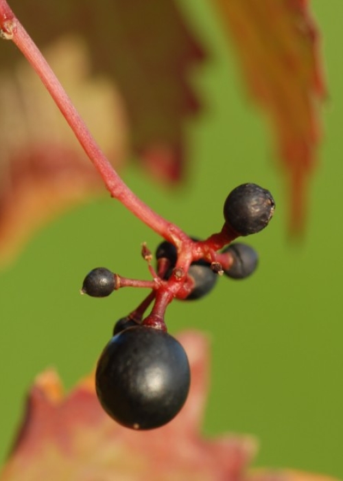 Dunkelfelder ANT 1594
